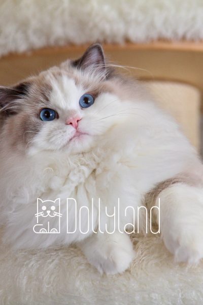 dollyland_1