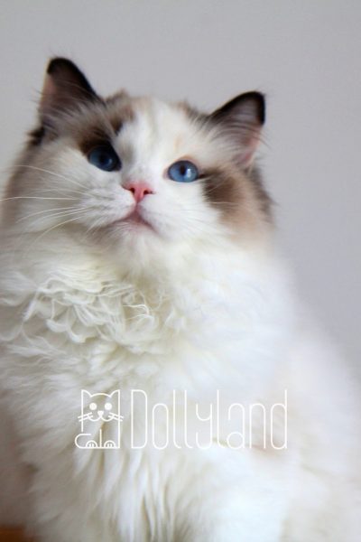 dollyland_Oh_darling_5